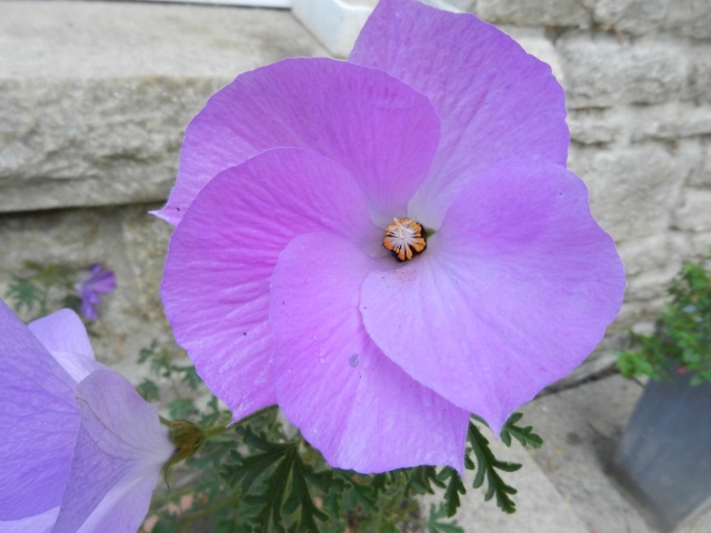 Floraisons hibiscus 00129