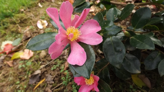 Les camellias saison 2014 2015 00131