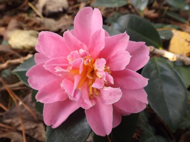 Camellia 'Showa no sakae' et 'Duchesse Decazes' 00132