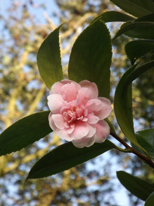 Camellia 'Showa no sakae' et 'Duchesse Decazes' 00427