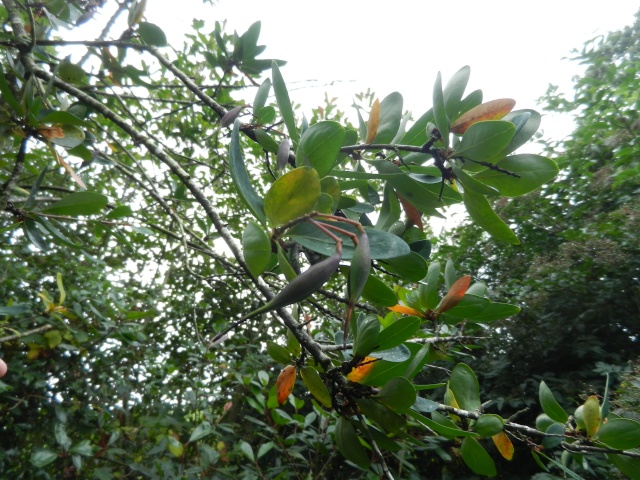 Embothrium coccineum, Michelia yunnanensis, Crinodendron patagua, Metasequoia glyptostroboides, Melaleuca nesophila [devinette] 00712