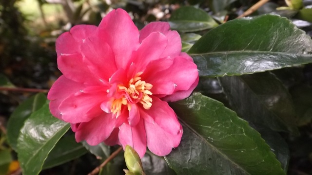Camellia - floraisons d'automne 00818