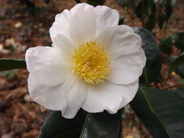 Camellia - floraisons d'automne 01714