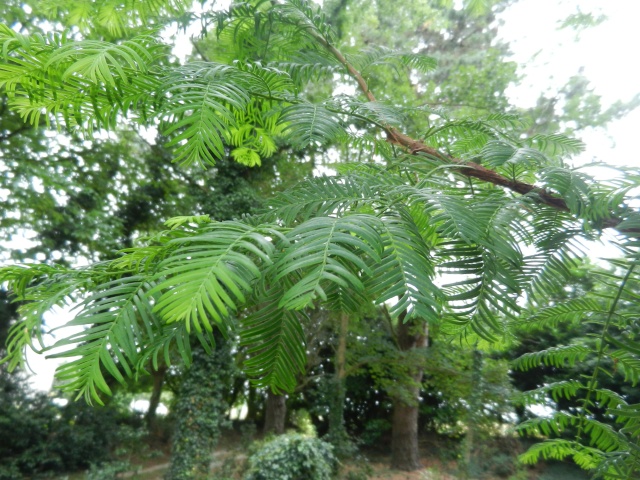 Embothrium coccineum, Michelia yunnanensis, Crinodendron patagua, Metasequoia glyptostroboides, Melaleuca nesophila [devinette] 01813