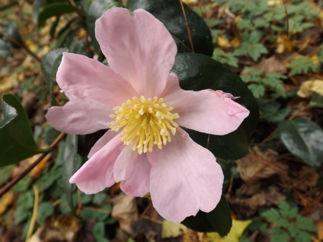 Camellia - floraisons d'automne 01912