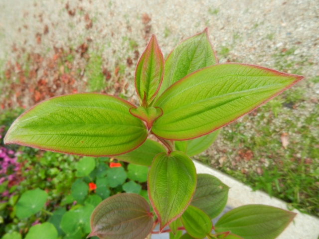 Centradenia floribunda, Clianthus puniceus, Tibouchina urvilleana [devinette] 02111