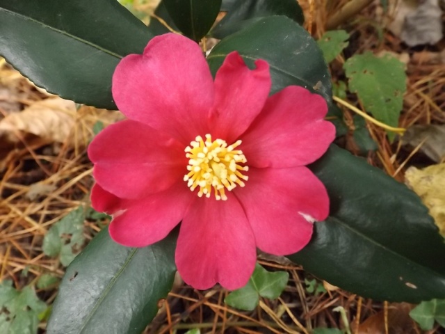 Camellia - floraisons d'automne 02119
