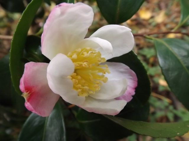 Camellia - floraisons d'automne 02315