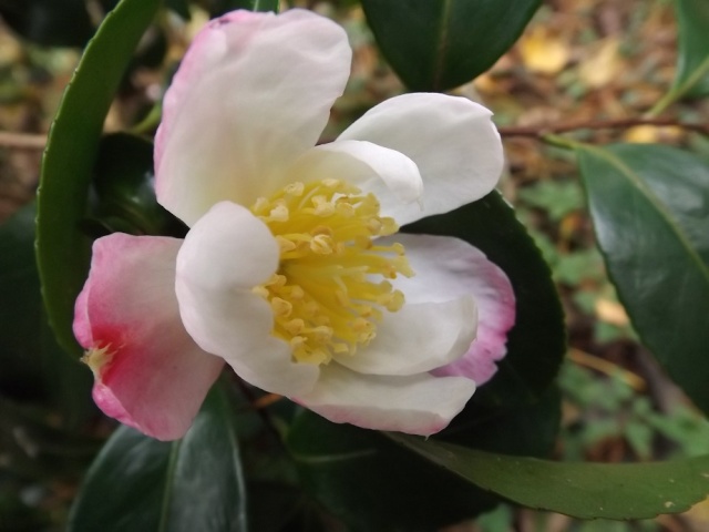 Les camellias saison 2014 2015 02316