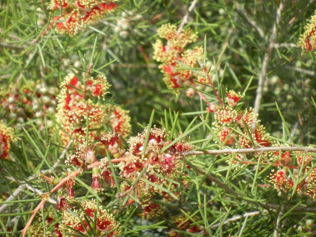 Sorbus sp. et Callistemon brachyandrus [identification non terminée] 02511