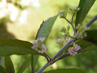 callicarpa  ou   arbuste aux bonbons Dscf0194