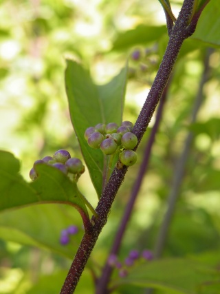 callicarpa  ou   arbuste aux bonbons Dscf0195