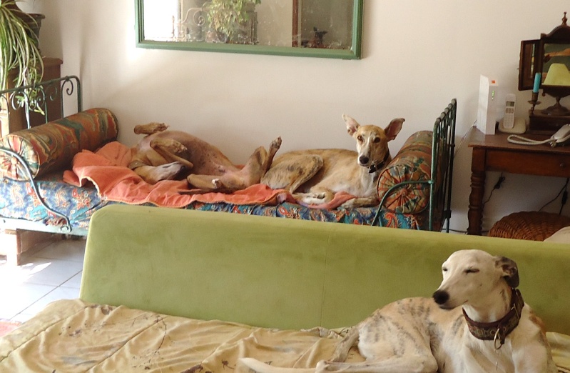 Duque – adorable galgo (5 ans) OK chats Scooby France Adopté  - Page 5 2014-209