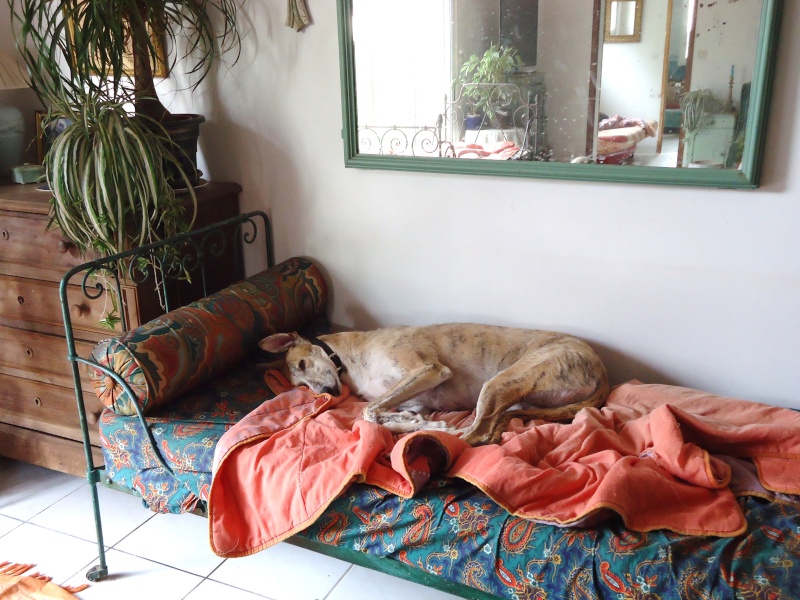 Duque – adorable galgo (5 ans) OK chats Scooby France Adopté  - Page 6 2014-235