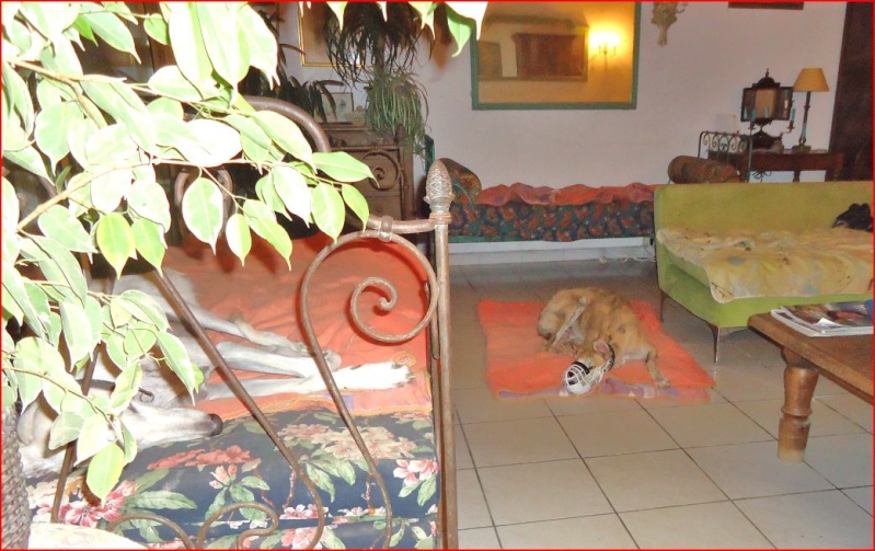 Duque – adorable galgo (5 ans) OK chats Scooby France Adopté  Duque110