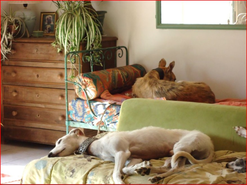 Duque – adorable galgo (5 ans) OK chats Scooby France Adopté Duque116