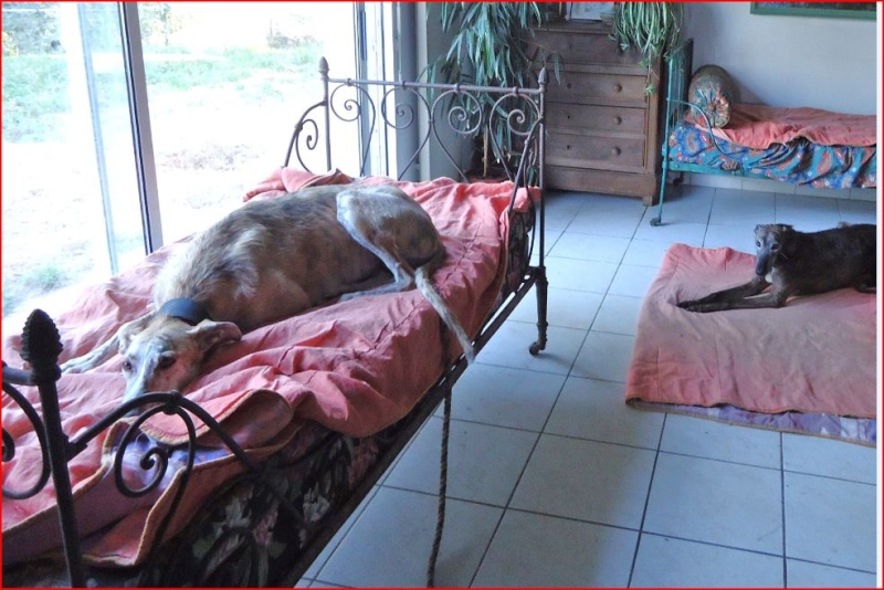 Duque – adorable galgo (5 ans) OK chats Scooby France Adopté - Page 2 Duque118
