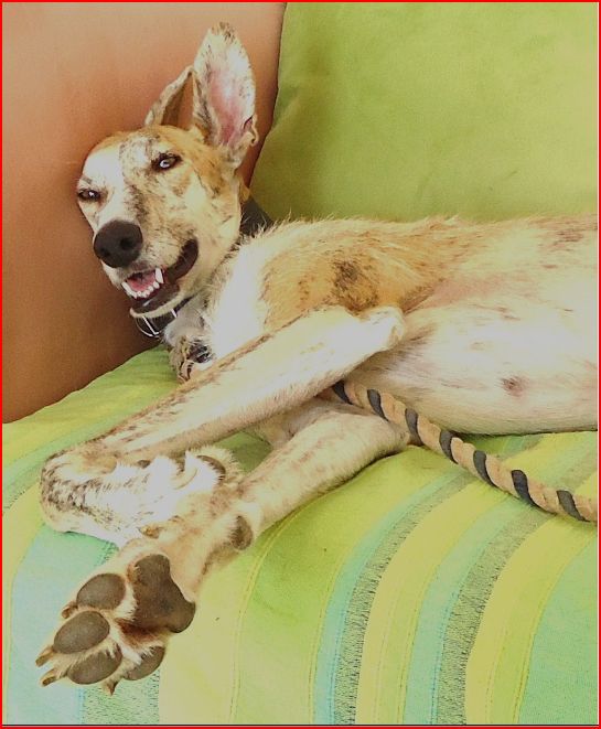 Duque – adorable galgo (5 ans) OK chats Scooby France Adopté - Page 2 Duque317