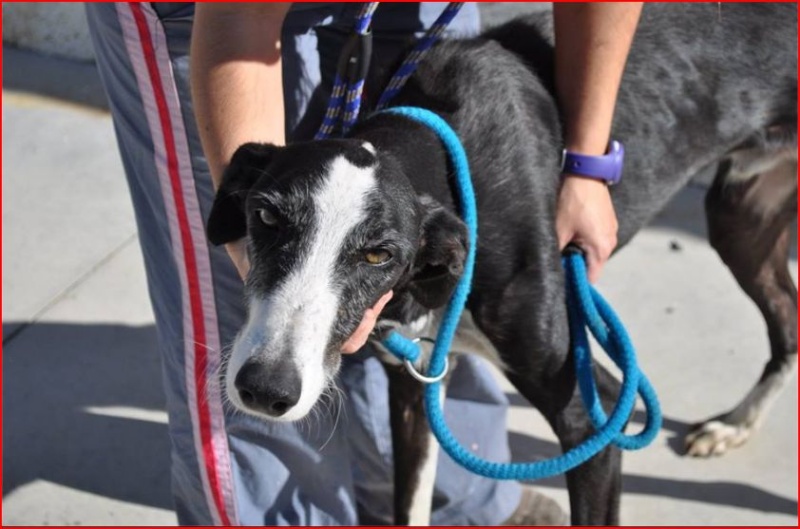 Galgo en perrera Badajoz eutha le 20/11 Galgo_19