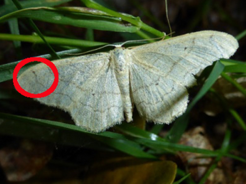 Papillon qui semble appartenir à la famille des géomètres, mais lequel ? Photo_10
