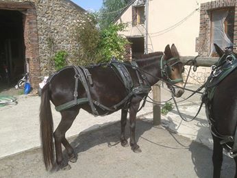 Mon projet d'attelage à 4 mules pas à pas ... 10486110