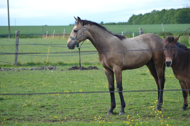 poulain  1 an quarter horse X pur sang lusitanien isabelle papiers OC Dsc_0017