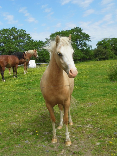 Pouliche type welsh palomino taille B 20120414