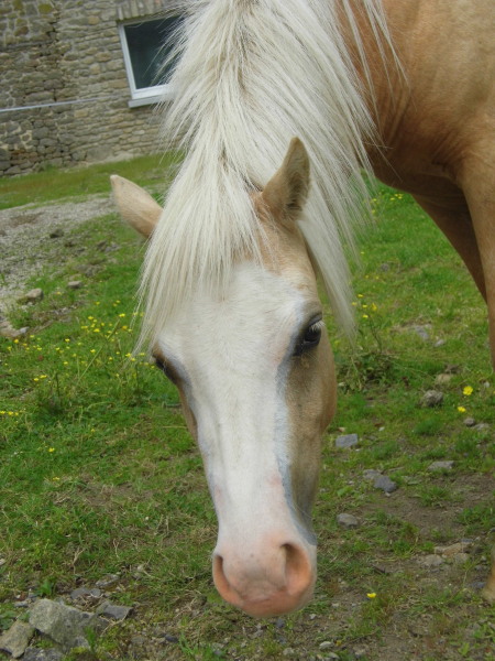 Pouliche type welsh palomino taille B 20120415