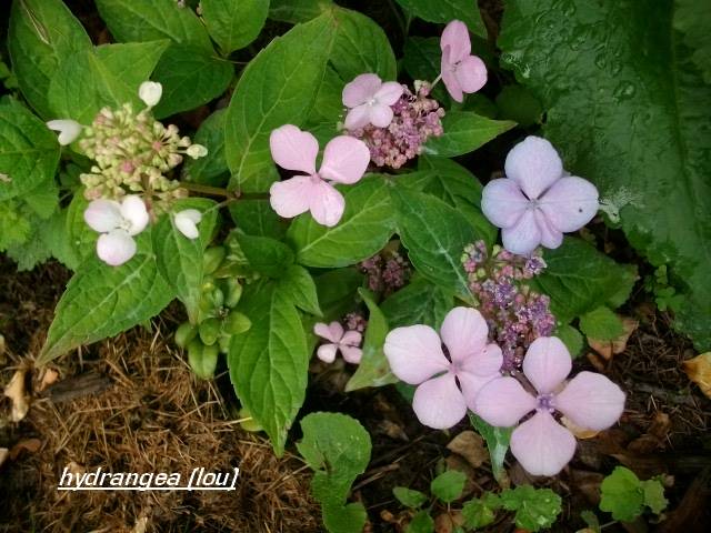 Une nouvelle saison en hydrangea !!! - Page 13 Juill159