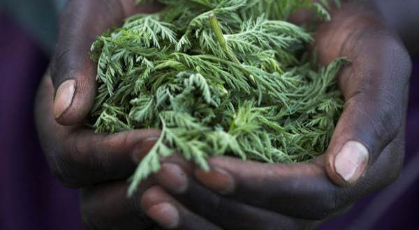 Artemisia Annua Artemi10