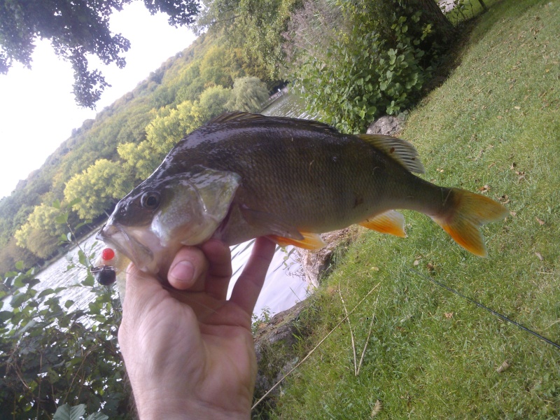 peche - Vos sorties de pêche d'octobre 2014 Perche10