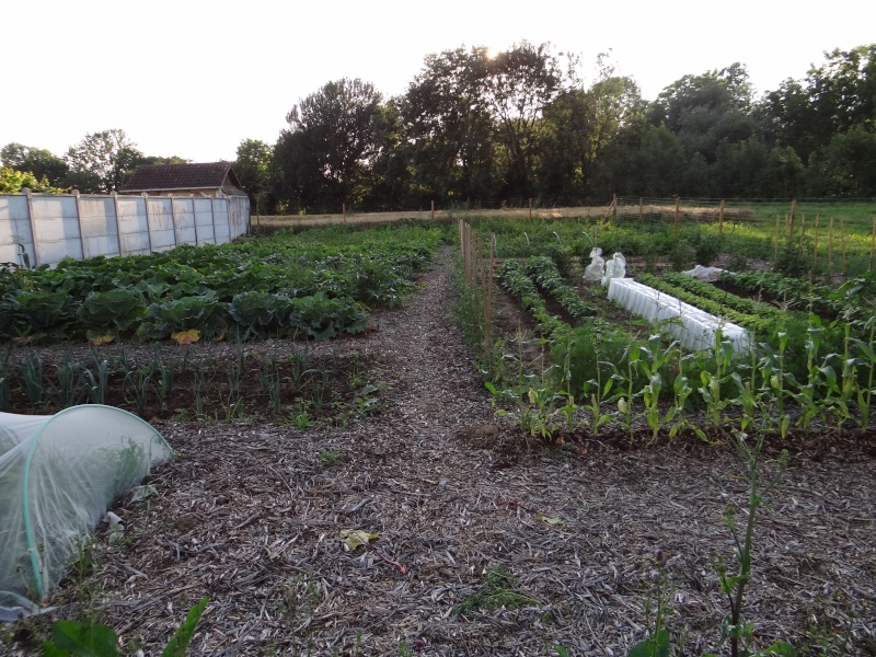 mon futur potager - Page 35 Dsc02459