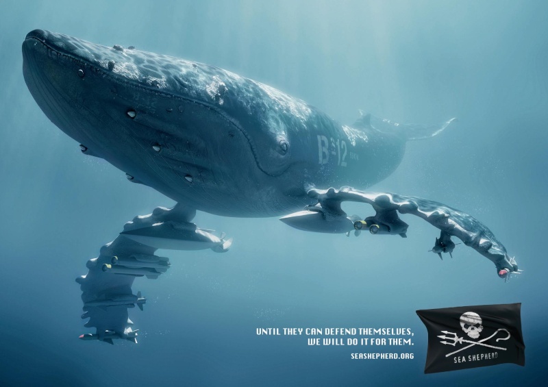 chasse a la baleine Balein10