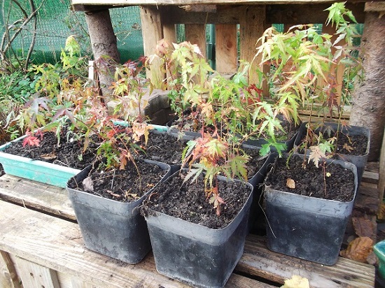 Bouture d'Acer Palmatum Nov_2011