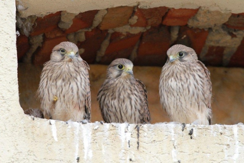 les oiseaux et petites bêtes au cours de nos balades - Page 17 Photos13