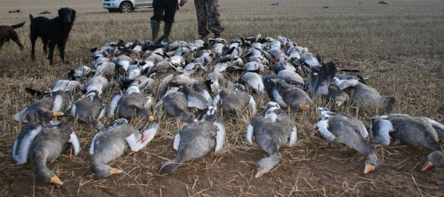 Go ... To Scotland ... Goose Hunting ... 31278510