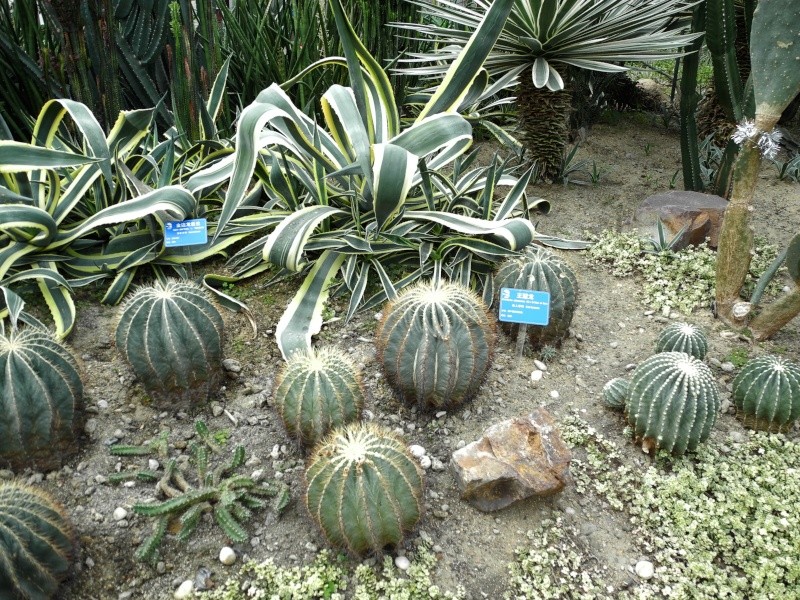 Botanischer Garten Nanjing /Jiangsu / China 02210
