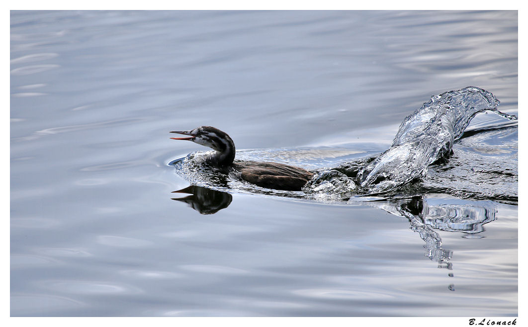 Jeunes grèbes huppées +1 Grebe010