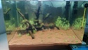 Scaper tank dennerle 50L complete plus (Premier aquarium) Dsc_0310