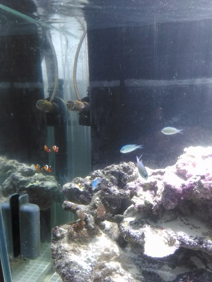 Nouvel aquarium 140 litres 19202310