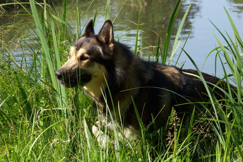 EDEN Malamute x Berger Allemand  21 mois  heuta prévu lundi URGENT (70)  ADOPTE - Page 2 Ed2110