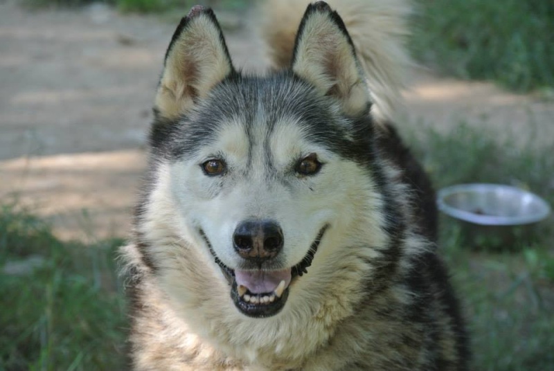 Theo husky 12 ans ok femelles pas de chats ASSO39 Theo_s10