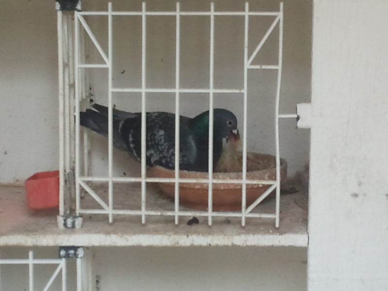 pigeon verified from saturday 2013-010