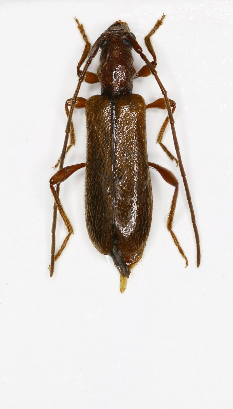 [Obrium brunneum] Devinette cerambycidae 2 Obrium10