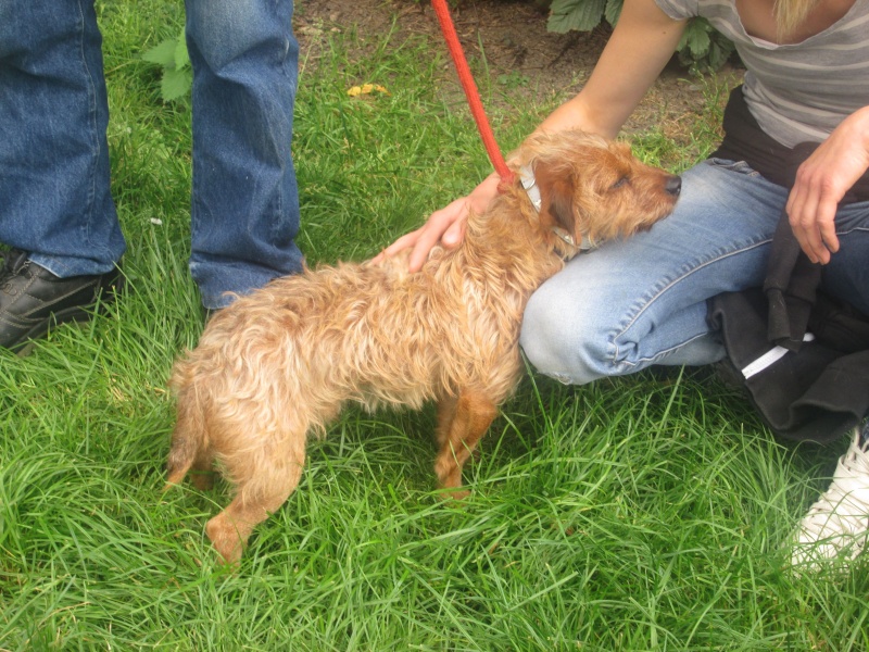 MAXx croise griffon roux male 3 ans de Béthune - en FA pr asso Les loulous de coco (51) 10711