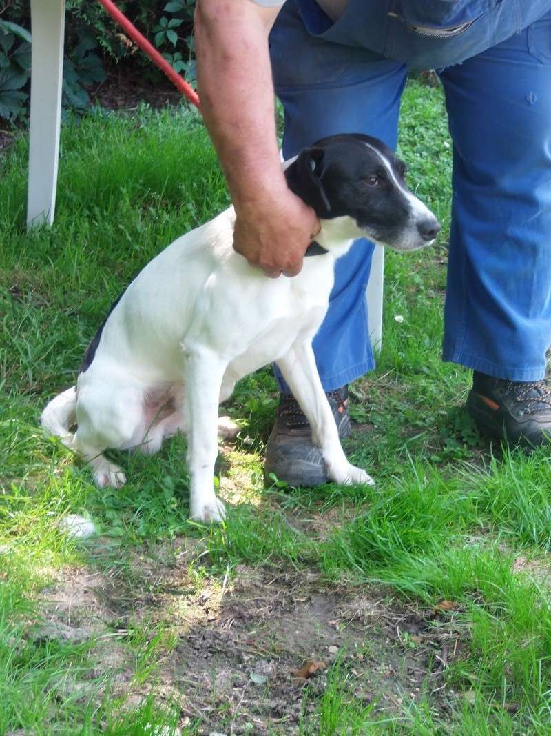 FOX (ex HOBBY) x fox terrier poil lisse  blanc/noir 3 ans de Béthune - spa de Tilloy (62) P6160217