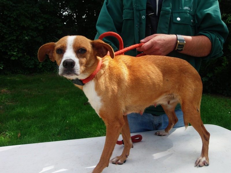 URGENT Sortie de fourrières chiens cette semaine P7130010