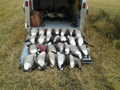 13 septembre 2014 chasse outarde 14106111