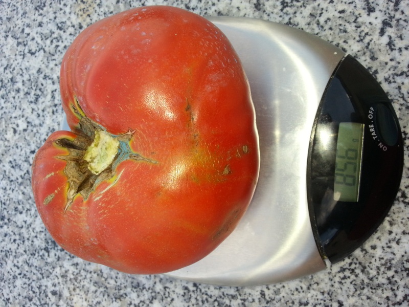 Tomates 2014 (928 grs) 20140814