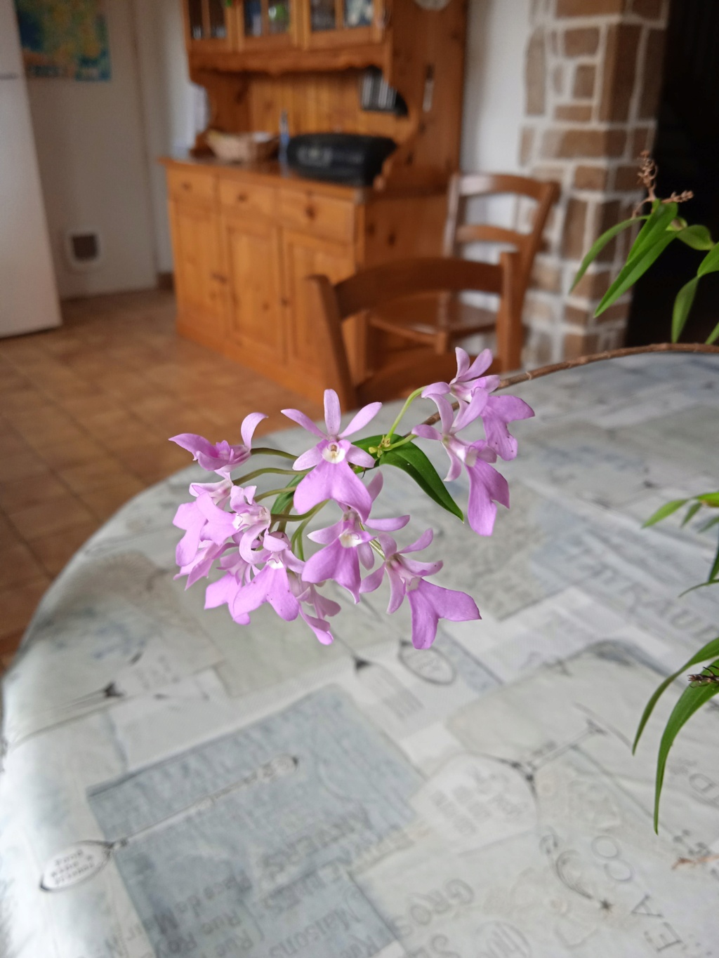 Epidendrum (Panama) Img_2017